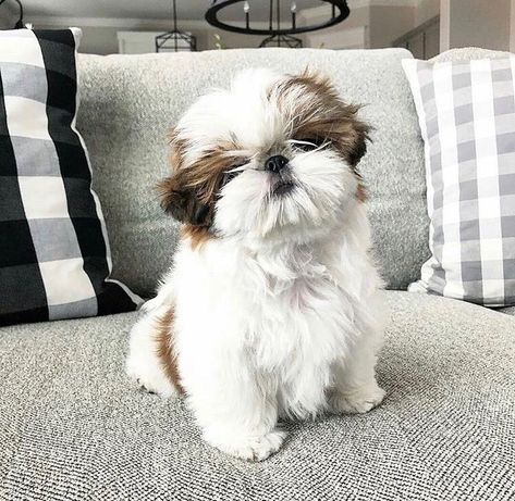 Shi Tzu Dog, Shihtzu Puppies, Baby Shih Tzu, Dog Shih Tzu, Cute Shih Tzu, Shitzu Dogs, Perro Shih Tzu, Chien Shih Tzu, Shitzu Puppies