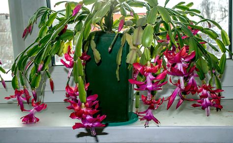 Xmas Cactus, Best Perennials For Shade, Understory Plants, Christmas Cactus Care, Cactus Leaves, Christmas Cactus Plant, Cactus Care, Best Perennials, Plant Hacks