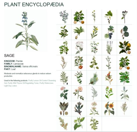 Plant Encyclopedia, Typography Inspiration, Green Plants, Botany, Vintage Boho, Ecology, Muse, Dandelion, You Never