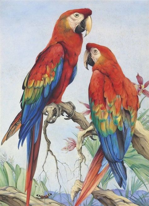 Macaw Art, Parrot Art, Parrot Painting, Scarlet Macaw, Parrots Art, Soyut Sanat Tabloları, Art Pricing, Bird Drawings, Bird Illustration