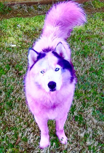 Pink and purple dog Dyed Dogs, Rainbow Animals, Pet Shaming, Dog Dye, Animal Shaming, Dog Haircuts, Poor Dog, Really Cute Dogs, Unicorn Horn