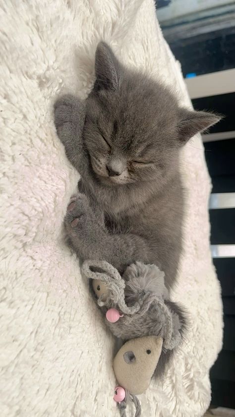 Scottish Shorthair Cat, British Shorthair Cats Grey, Grey British Shorthair, Animal Tamer, Scottish Cat, Russian Blue Kitten, Chartreux Cat, Turkish Angora Cat, British Shorthair Kittens