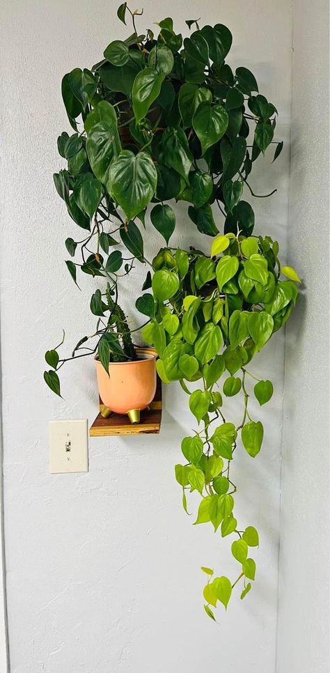 Philodendron Cordatum, Philodendron Hederaceum, Pick Up, Plants, Quick Saves