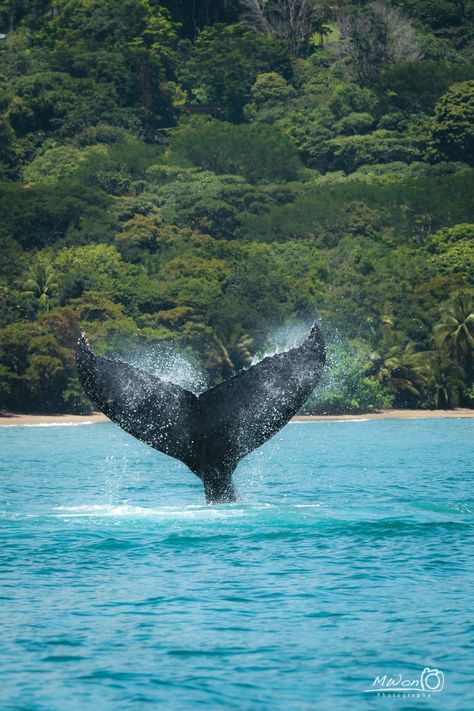 Avistamiento de ballenas Osa, Costa Rica, Pura Vida 👍🏻 🇨🇷 🐋😍🐋 Animals In Costa Rica, Pura Vida Aesthetic, Costa Rica Aesthetic, Costa Rica Animals, Vilamoura Portugal, Costa Rica Wildlife, Costa Rica Pura Vida, Costa Rica Honeymoon, Spanish Projects