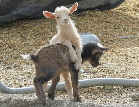 Baby Goat, Cute Goats, Baby Goats, Pretty Animals, Silly Animals, Fluffy Animals, Cute Animal Photos, Cute Creatures, Sweet Animals