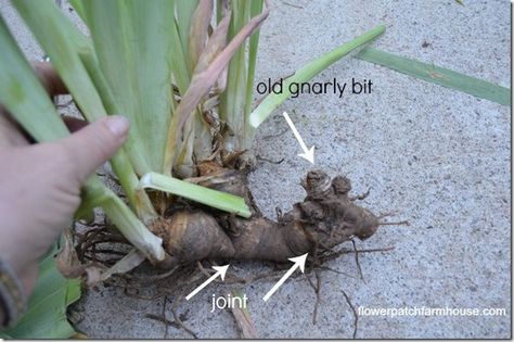 how I separate my iris, how to divide iris rhizomes Dividing Irises, Dividing Plants, Oklahoma Gardening, Iris Flowers Garden, Growing Irises, Iris Rhizomes, Making Plant Pots, Flowers Gardening, Iris Garden