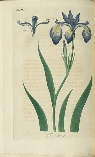 3528517964_0bffe72ae4 Blue Iris Flowers, Blue Flag Iris, Iris Versicolor, Flower Dictionary, Wild Iris, The Language Of Flowers, American Garden, Victorian Garden, The Victorian Era