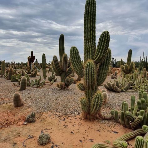 Kaktus Aesthetic, Desert Animals And Plants, Desert Vegetation, Cactus Aesthetic, Arizona Backyard, Western Cactus, Arizona Sunset, Desert Animals, Volvo 850