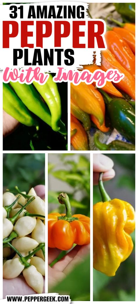 Garden Peppers, Different Kinds Of Peppers, Types Of Peppers To Grow, Types Of Peppers Different, Pepper Plants Growing, Pepperocini Peppers, Peppers, Green Pepper Plants How To Grow, Long Hot Peppers