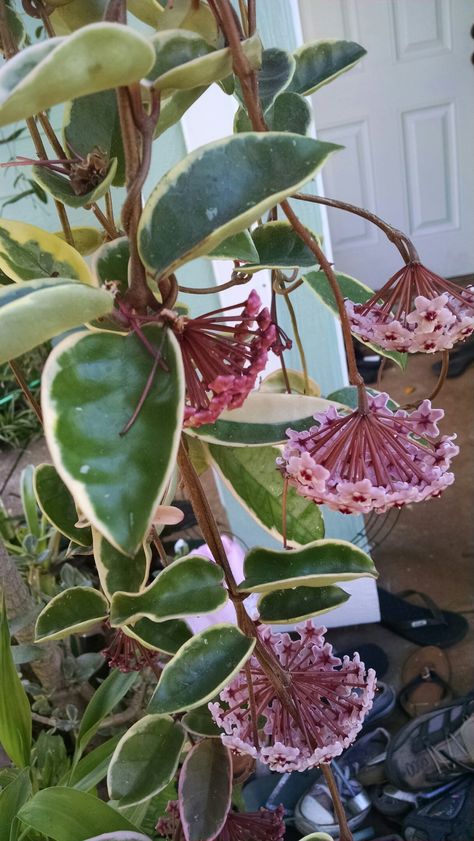 Variegated Hoya with pink flowers Wax Plants, Hoya Carnosa Krimson Queen, Hoya Krimson Queen, Variegated Hoya, Indoor Tropical Plants, Hoya Plant, Citrus Plant, Hoya Carnosa, Jasmine Plant