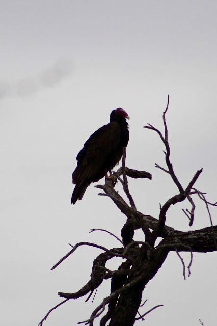 Vulture Pictures, Vultures Aesthetic, Vulture Aesthetic, Vulture Aesthetics, Bone Eating Vulture, Turkey Vultures, Dakota Blue Richards, Turkey Vulture, Spyro The Dragon