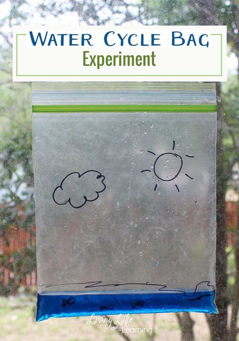 Learn more about the water cycle - This water cycle bag experiment will show how the water cycles from our lakes to the clouds in a visual way for kids Watercycle Experiment, Water Cycle Game, Water Cycle Anchor Chart, Dragon Academy, Water Cycle Lessons, Water Cycle Craft, Water Cycle For Kids, Water Cycle Poster, Water Cycle Experiment