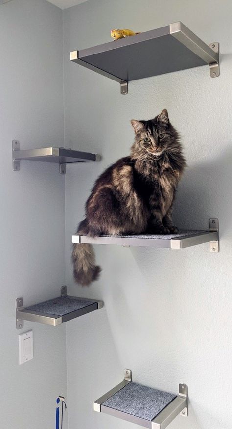 Floating Cat Shelves with IKEA GRANHULT - IKEA Hackers Diy Cat Shelves, Ikea Cat, Cat Walkway, Diy Climbing Wall, Floating Cat Shelves, Helpful Products, Cat Climbing Wall, Cat Stairs, Cat Wall Shelves