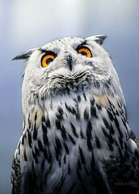 Angry owl Mocking Birds, Owl Face, Awesome Owls, Orange Eyes, Barred Owl, Hoot Owl, Owl Pictures, Beautiful Owl, Owl Lovers