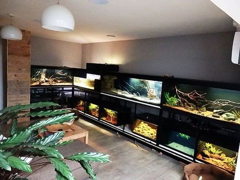 Reptile Rack, Snake Cage, Vivarium Ideas, Diy Reptile, Fish Room, Snake Enclosure, Biotope Aquarium, Lizard Tank, Amazing Aquariums