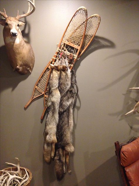 Antique Snowshoes with Coyote Furs and Traps for Antler Trophy room Taxidermy Shop, Coyote Pelt Ideas, Bear Mounts Taxidermy, Whitetail Deer Mounts Taxidermy, Deer Trophy Room, Coyote Pelt Display, Deer Wall Mount, Bear Shoulder Mounts Taxidermy, Hunting Cabin Decor