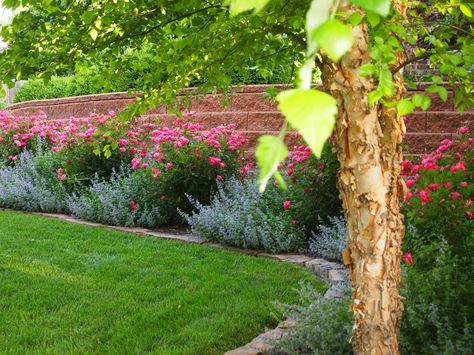 Front retaining wall with pink Knockout roses and Walker's Low catmint Rose Garden Ideas, Backyard Redesign, River Birch Trees, Emerald Green Arborvitae, Landscaping With Roses, Zinnia Garden, Knockout Roses, Fine Gardening, Evergreen Plants