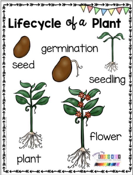 Lifecycle of a plant anchor chart and vocabulary - activities for preschool - prek - kindergarten and first grade - teach students the stages a plant goes through from seed to germination - seedling - sprout - plant and flower - fruit - what a plant needs to live - bulletin board crafts - printables and activities to label the part of a plant - flip book - plant flipbook and ideas - plant worksheets - kindergarten science FREE activities  #kindergartenscience  #kindergarten Seeds Kindergarten, Plant Cycle, Plant Activities For Kindergarten, Science Chart Ideas, Plant Germination, Lifecycle Of A Plant Preschool, Plants And Flowers, Parts Of A Plant Preschool, From Seed To Plant