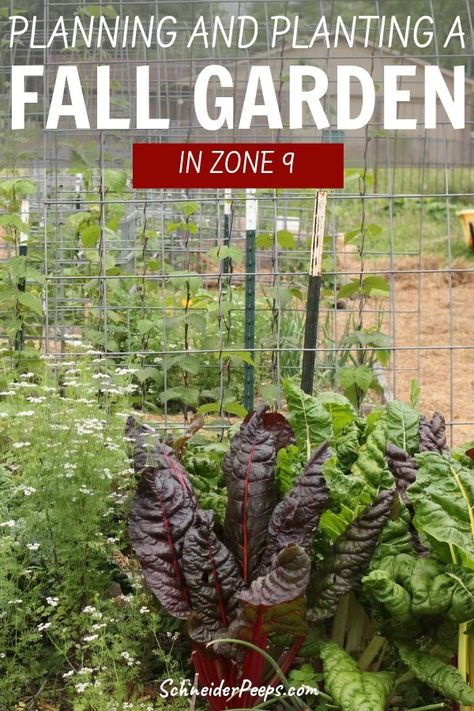 Fall Garden Plan, Arizona Fall Garden, Zone 9 Winter Vegetable Garden, Fall Garden Zone 9, Winter Garden Zone 9, Zone 9 Fall Flowers, Zone 9 Fall Vegetable Garden, Zone 9a Planting Schedule, Zone 9 Planting Schedule