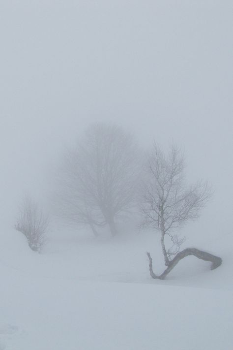 Misty Trees I Love Snow, I Love Winter, Winter's Tale, Winter Scenery, Winter Beauty, Snowy Day, Winter Pictures, Winter Wonder, Pics Art