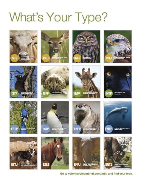 Mbti Animals, Mbti Charts, Personality Chart, Meyers Briggs, Personality Profile, Intp Personality, Intj Personality, Intj Intp, Myers Briggs Personality Types