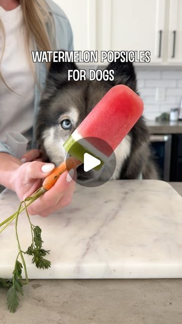 The Husky Fam on Instagram: "Watermelon Popsicles for dogs 🍉🐶

Ingredients:

- Seedless watermelon 
- Carrots
- Coconut (or organic unsweetened coconut milk) 
- Kiwi 

Directions:

- Purée the watermelon and fill your popsicle molds 3/4 full. Use cling wrap on the top and poke a hole in it to stand your carrot up straight. Put your carrot in and then freeze for a few hours or until solid. 
- Drain the coconut and scrape the meat out of the middle. Add the meat and some water into your blender and purée it. Add a thin layer on top of the watermelon layer and put it back in the freezer. 
- For the kiwi layer, blend the inside of the kiwi until smooth and then strain the seeds out of the juice. Top your popsicle mold off with the juice and pop it back in the freezer until it’s frozen solid! Popsicles For Dogs, Dog Popsicles, Seedless Watermelon, Pet Recipes, Pet Snacks, Homemade Recipe Books, Watermelon Popsicles, Puppy Ideas, Doggy Treats