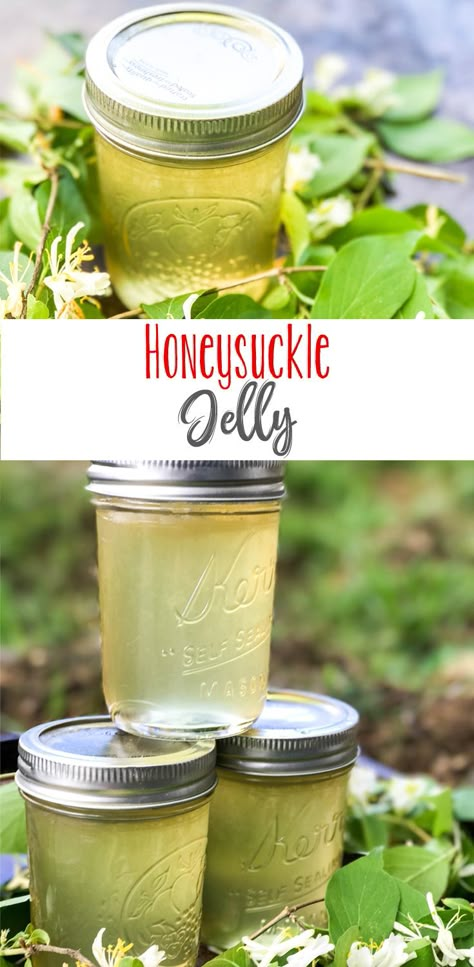 Honeysuckle Jam Recipe, Sweet Tea Jelly, Honey Suckle Jelly Recipe Easy, Honeysuckle Recipe, Honeysuckle Jelly Recipe, Honeysuckle Honey, Honeysuckle Recipes, Clover Jelly, Honeysuckle Jelly