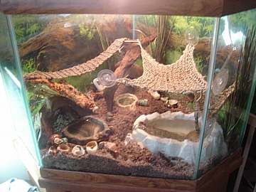 Related image 10 Gallon Hermit Crab Tank, Hermit Crab Setup, 10 Gallon Hermit Crab Tank Ideas, Hermit Crab Habitat Ideas 10 Gallon Tank, Hermit Crab Tank Ideas, Crabitat Ideas, Hermit Crab Cage, Hermit Crab Homes, Crab Habitat