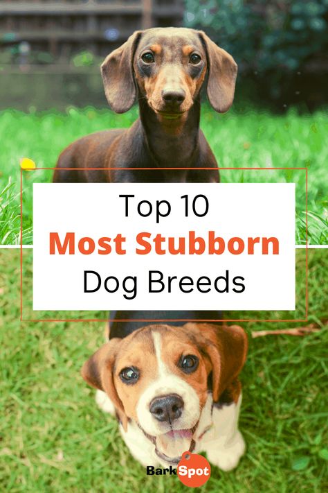 Their strong sense of independence can be frustrating at times, but it’s all part of your pup’s unique personality. Any dog can be strong-willed, but if you have one of these stubborn dog breeds, you know exactly what I’m talking about. #dogbreeds #akita #ChineseSharPei #Beagle #siberianhusky #Scottish Terrier #russelterrier #EnglishBulldog #dachshund Dog Facts Interesting, Working Dog Breeds, Dog Mom Humor, Calm Dog Breeds, Beagle Breeds, Dog Lifestyle, Shar Pei Dog, Dog Training Treats, Working Dog