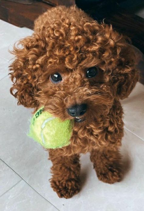 Brown Curly Puppy, Mini Puddle Dog Brown, Brown Toy Poodle Aesthetic, Dog Puddle, Poodle Wallpaper, Puddle Dog, Brown Toy Poodle, Poodle Cute, Mini Poodle Puppy