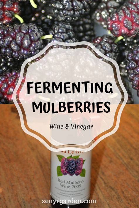 Fermenting Mulberries Mulberry Syrup Recipe, Mullbery Recipe, Mulberry Syrup, Mulberry Cocktail, Mulberry Wine Recipe, Huckleberry Recipes, Homemade Ginger Beer, Mulberry Wine, Wine Making Recipes