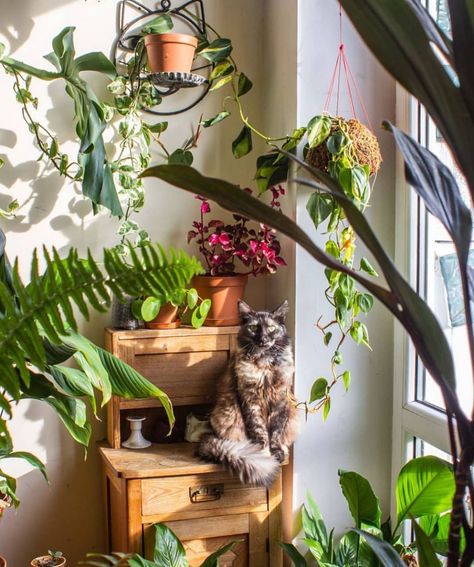 House Plant Club on Instagram: “When you take your plant guard job very seriously 🌿 📷: @plant.alka welcome to #houseplantclub and thank you for sharing!” Cat And Plants, Plants Cats Hate, Cat Plant Aesthetic, Cats Meow Plant, Plants And Cats Aesthetic, Indoor Plant Care, Plant Care, Indoor Plants, House Plants