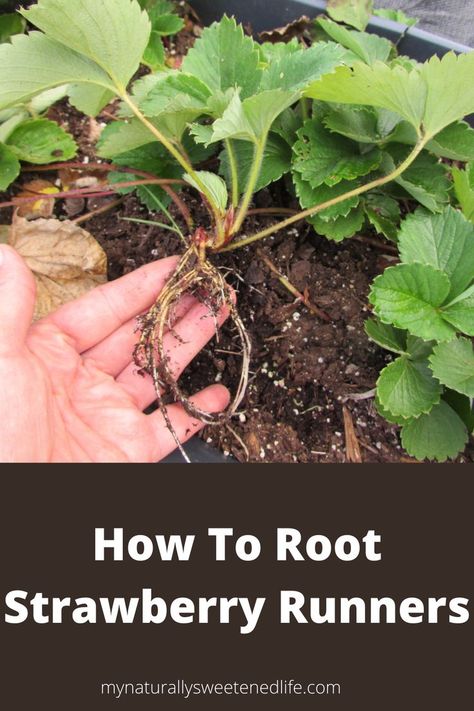 how to root strawberry runners Strawberry Runners Planting, Strawberry Plant Runners, Strawberry Plant Care, Strawberry Growing, Growing Berries, Strawberry Runners, Strawberry Beds, Garden Companion Planting, Beginner Gardening