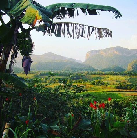 Vinales, Cuba Cuba Country, Cuba Pictures, Trinidad Cuba, Varadero Cuba, Best National Parks, Mangrove Swamp, Vinales, Landscape Elements, Cuba Travel