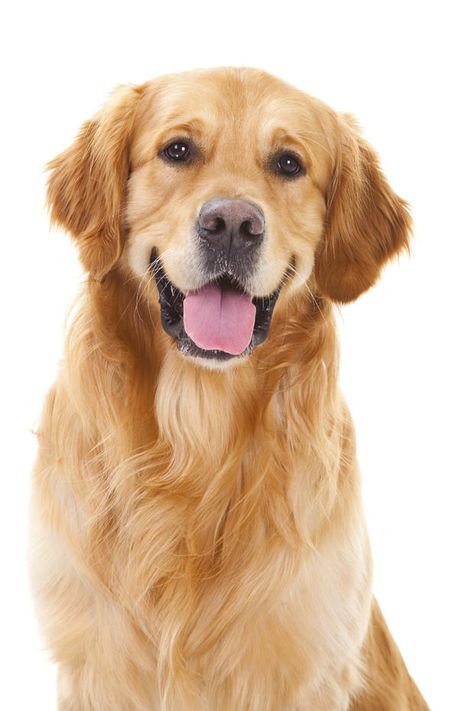 The golden retriever has always been a popular breed and is ranked No. 3 by the American Kennel Club for 2017, the same spot it held in 2015 and 2016. Chien Golden Retriever, Golden Labrador, 강아지 그림, Popular Dog Breeds, Most Popular Dog Breeds, Dog Training Techniques, Lovely Animals, Labrador Retrievers, Golden Retriever Puppy