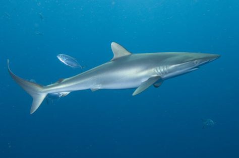 Silky Ocean Aesthetic Shark, Shark Scary, Silky Shark, Shark Swimming Through Fish, Types Of Sharks, Bahamas Shark Swimming, Shark Fishing, Cute Shark, Sea Creatures