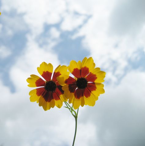 Coreopsis Tinctoria, Tickseed Coreopsis, Plant Identification, Tattoo Ideas, Tattoos, Plants, Flowers