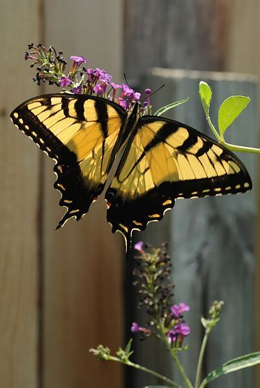 Swallowtail butterfly Tiger Swallowtail, Flying Flowers, Swallowtail Butterfly, Butterfly Bush, Butterfly Photos, Butterflies Flying, Beautiful Bugs, Butterfly Pictures, Butterfly Kisses