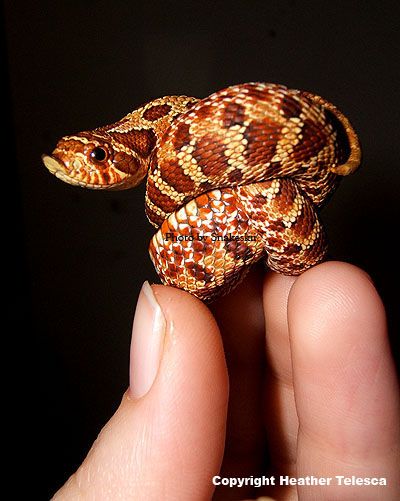 Hognose!! <3 Hog Nose Snake, Western Hognose Snake, Spiders And Snakes, Reticulated Python, Hognose Snake, Baby Snakes, Pretty Snakes, Cute Reptiles, Cute Snake