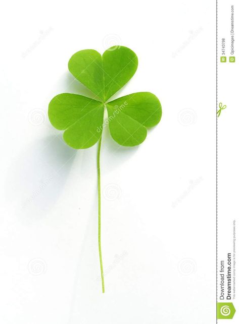 Three leaf clover stock photo. Image of nature, clover - 34743798 Clover Card, Shamrock Tattoos, Three Leaf Clover, Four Leaf, Nature Images, 2nd Birthday Parties, Leaf Clover, Four Leaf Clover, Clover Leaf