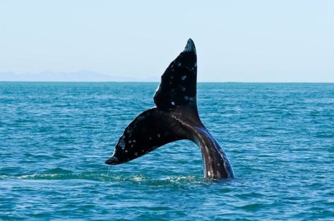 7 Whale Watching Adventures You Can Only Have in Alaska Whale Migration, Whale Watching Cruise, Seward Alaska, Kenai Fjords National Park, Bodega Bay, Kenai Fjords, Gray Whale, A Whale, Whale Tail