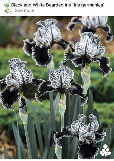 Black Widow Iris, Black Iris Flower, Iris Flowers Garden, Witchy Garden, Goth Garden, Iris Flower, Black Iris, Wonderful Flowers, Rare Flowers