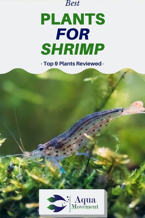 We have compiled a list of the best plants for shrimp.Those plants would not only provide an ideal environment for your shrimp but..Read More here! Shrimp Tank Aquascape, Moss Aquarium, Shrimp Tanks, Catfish Farming, Aquarium Freshwater, Shrimp Aquarium, Freshwater Shrimp, Celebrities Tattoos, Tiger Shrimp