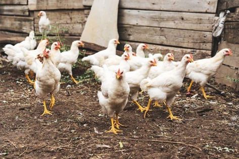 Why Are Your Chickens Laying Soft Eggs and What to Do About It Pvc Chicken Run, Chicken Run Ideas, Meal Worms Raising, Soft Eggs, Chicken Coop Plans Free, Chicken Accessories, Chicken Poop, Soft Egg, Chicken Tractors