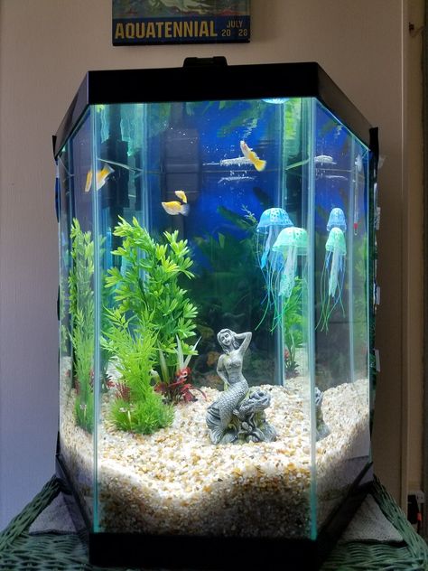 #week2 new tank by Elsa 20 gallons, hexagon from Petsmart Hexagon Aquarium Ideas, Hexagon Fish Tank Ideas, Hexagon Fish Tank, Hexagon Aquarium, 20 Gallon Fish Tank, Betta Tanks, Fish Tank Themes, Tank Wallpaper, Sea Rocks