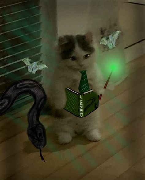 Harry potter profile picture slytherine cat standing cute cat meme 
Snake wand, green lumos, moths, green rays wand, green slytherine tie, holding book of chemistry, holding green book, black dark snake
Made by Lumos 
Check out other pins of mine for more profile picture ideas or bookmarks. 
I customize profile pictures for free,  contact me for such! Harry Potter Profile Picture Aesthetic, Slytherin Profile Picture, Harry Potter Pictures Aesthetic, Harry Potter Profile Picture, Harry Potter Profile, Harry Potter Snake, Snake Wand, Harry Potter Cat, Profile Picture Ideas