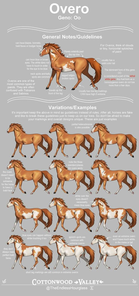 Overo Horse, Horse Color Chart, Horse Markings, Horse Art Drawing, Horse Coat Colors, Horse Facts, Horse Riding Tips, Horse Anatomy, Horse Games