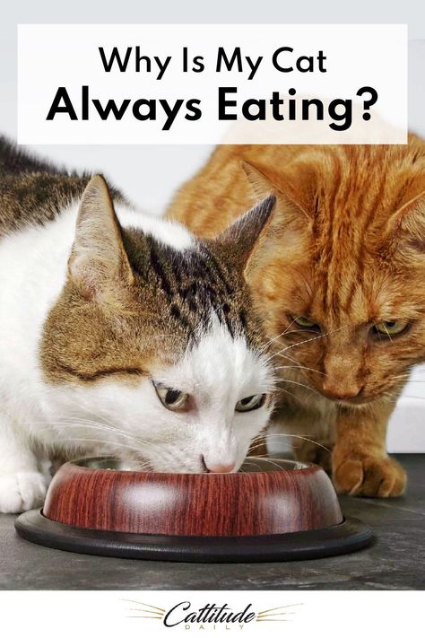 If you’ve ever wondered why cats are always eating—or why they seem to eat more when you’re away—I have the answer for you here! Cat Throwing Up, Healthy Cat Food, Best Cat Food, Cat Diet, Cat Nutrition, Cat Allergies, Cat Hacks, Healthy Cat, Wet Cat