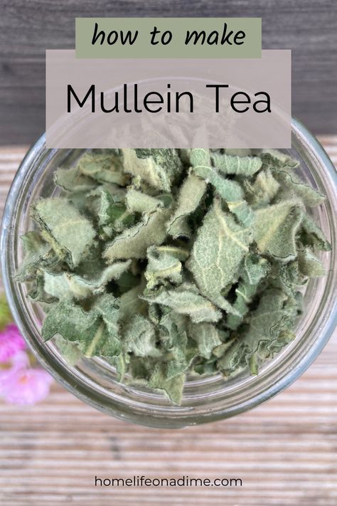 Learn how to make mullein leaf tea using fresh or dried leaves. Mullein leaves have many medicinal benefits including helping with lung issues, asthma, congestion, and even earaches and infections. Mullein Leaf Tea, Medicinal Herbs Remedies, Mullein Tea, Mullein Leaf, Productive Cough, Tinctures Recipes, Medicine Recipes, Herbal Medicine Recipes, Herbal Remedies Recipes