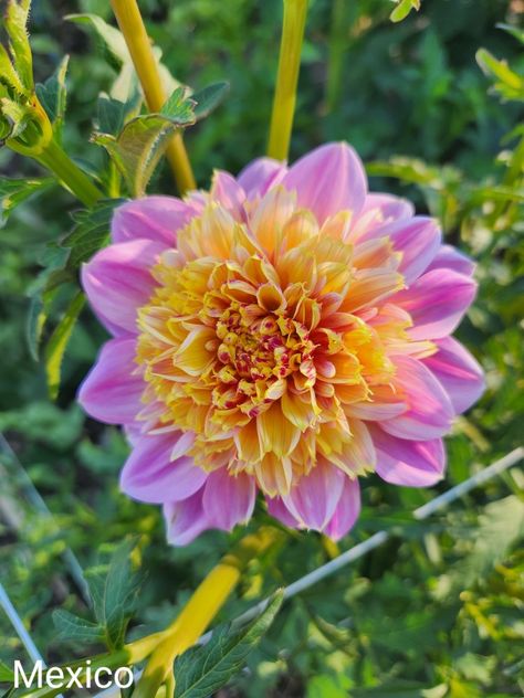 Dahlia Dahlia Tubers, Flower Truck, Cabins And Cottages, Dahlia, Flowers, Mexico, Bonito